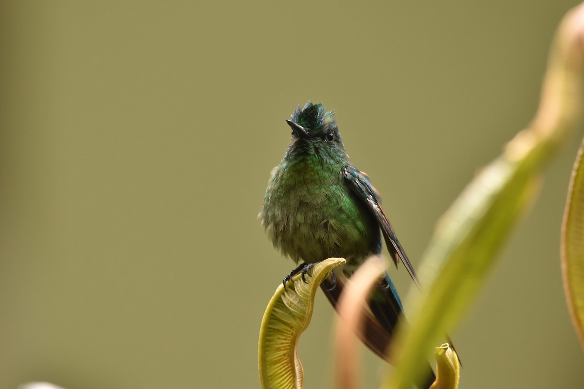 Long-tailed Sylph - ML616523504