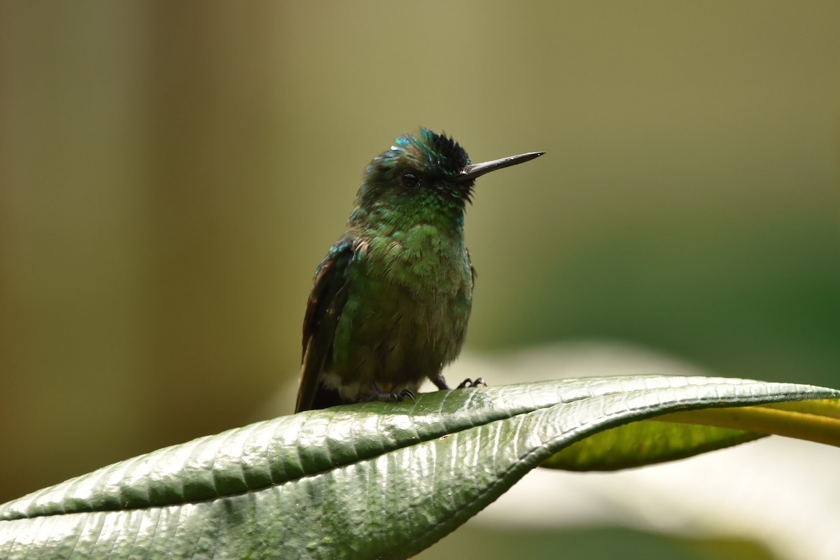 Long-tailed Sylph - ML616523505