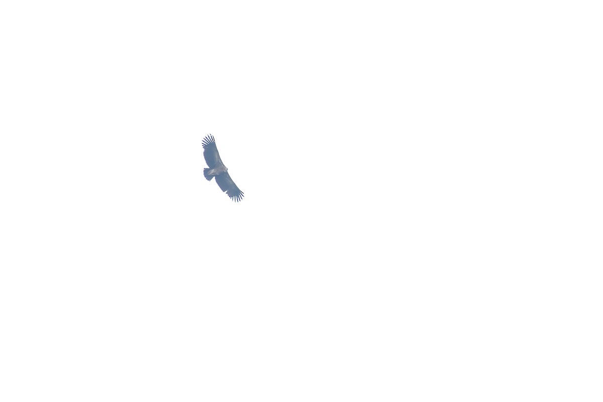 Himalaya Akbabası - ML61652351