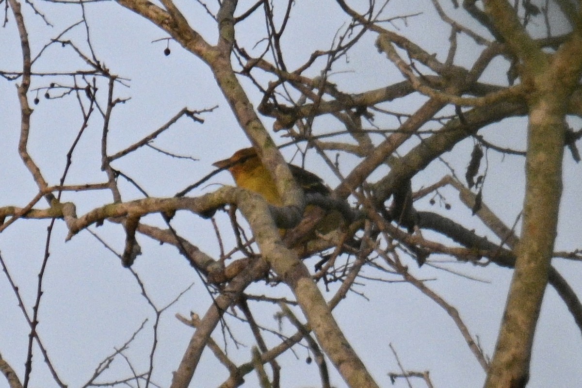 Western Tanager - ML616523532