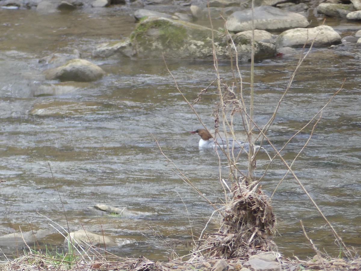 Common Merganser - ML616523534