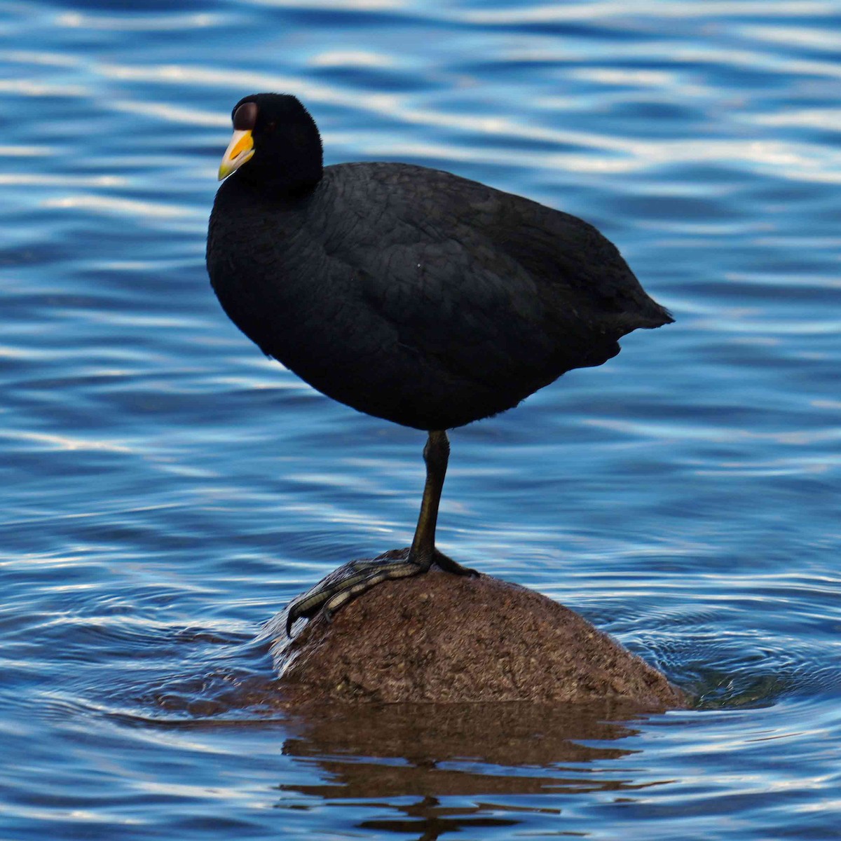 Slate-colored Coot - ML616523570