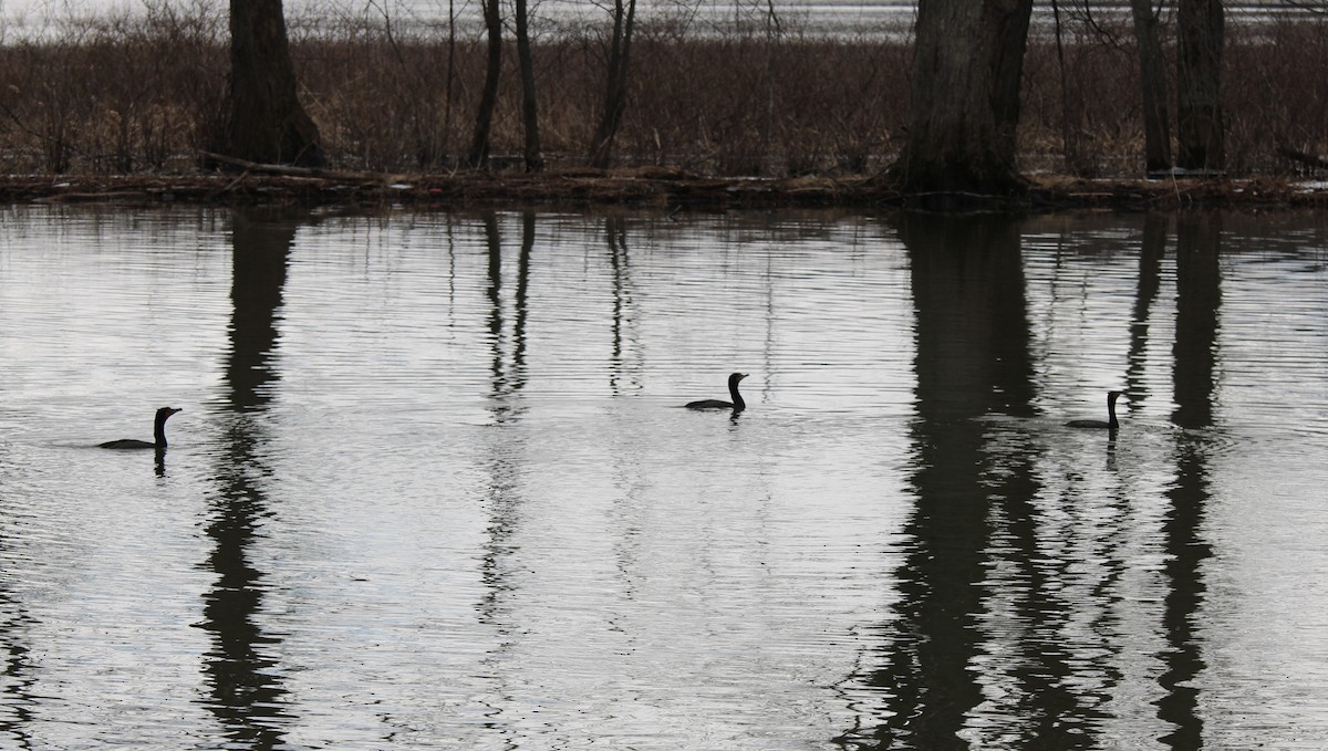 Double-crested Cormorant - Bob Heitzman