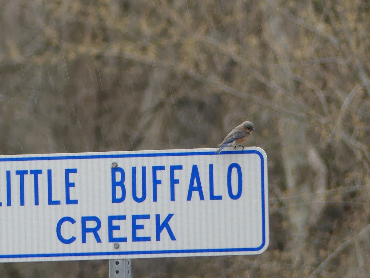 Eastern Bluebird - ML616523625