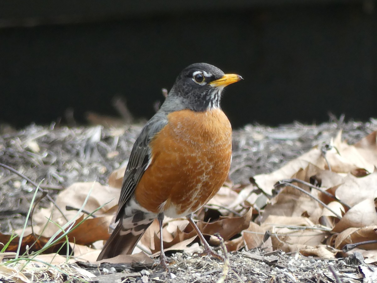 American Robin - ML616523680