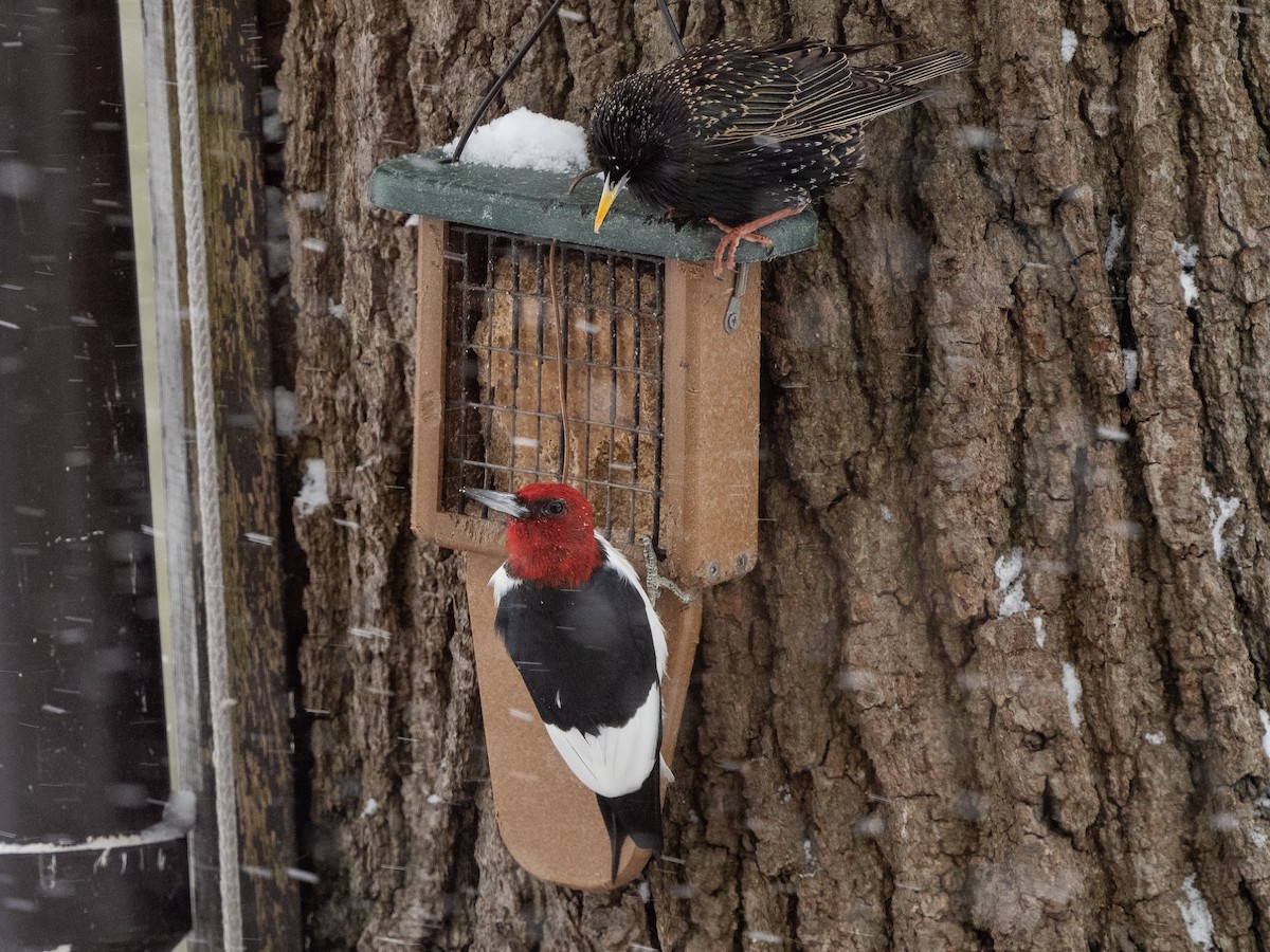 Red-headed Woodpecker - ML616523697