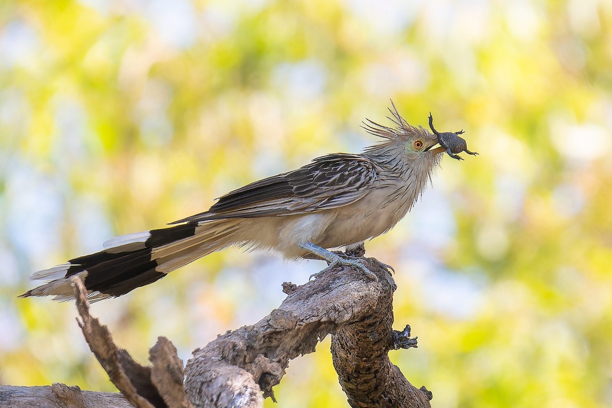 Guira Cuckoo - Pablo Ramos