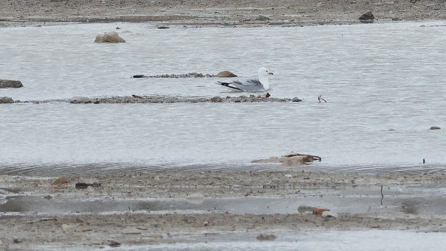 Gaviota Argéntea - ML616523711