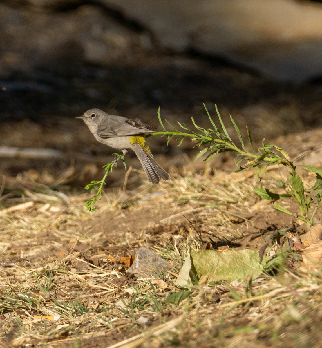 Virginia's Warbler - ML616523797