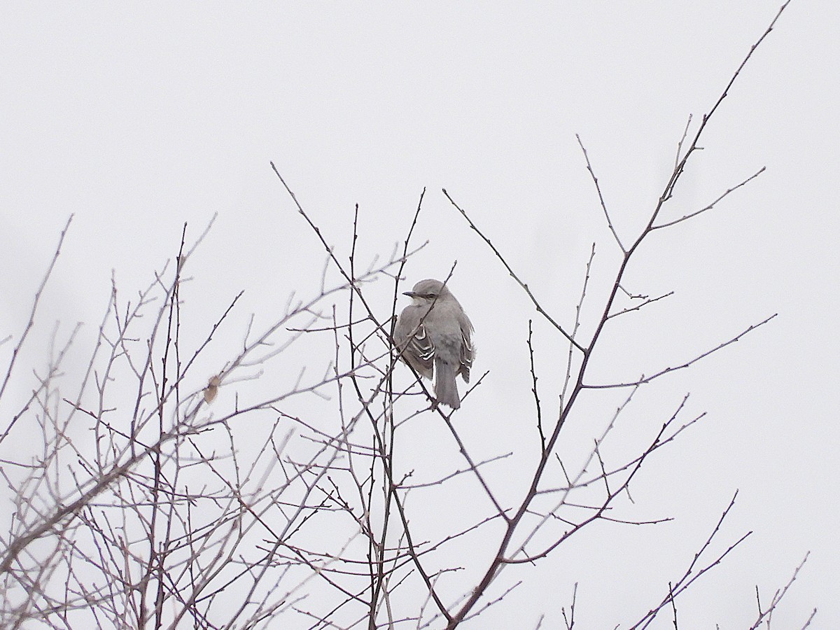 Northern Mockingbird - ML616523850