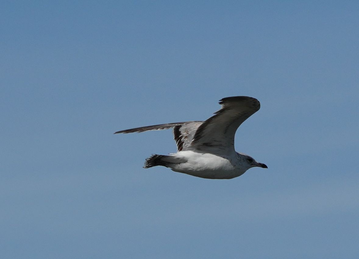 Ring-billed Gull - Romain Demarly