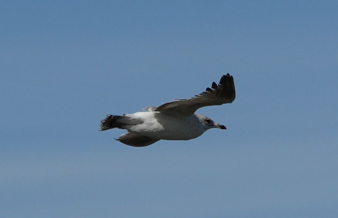 Ring-billed Gull - Romain Demarly