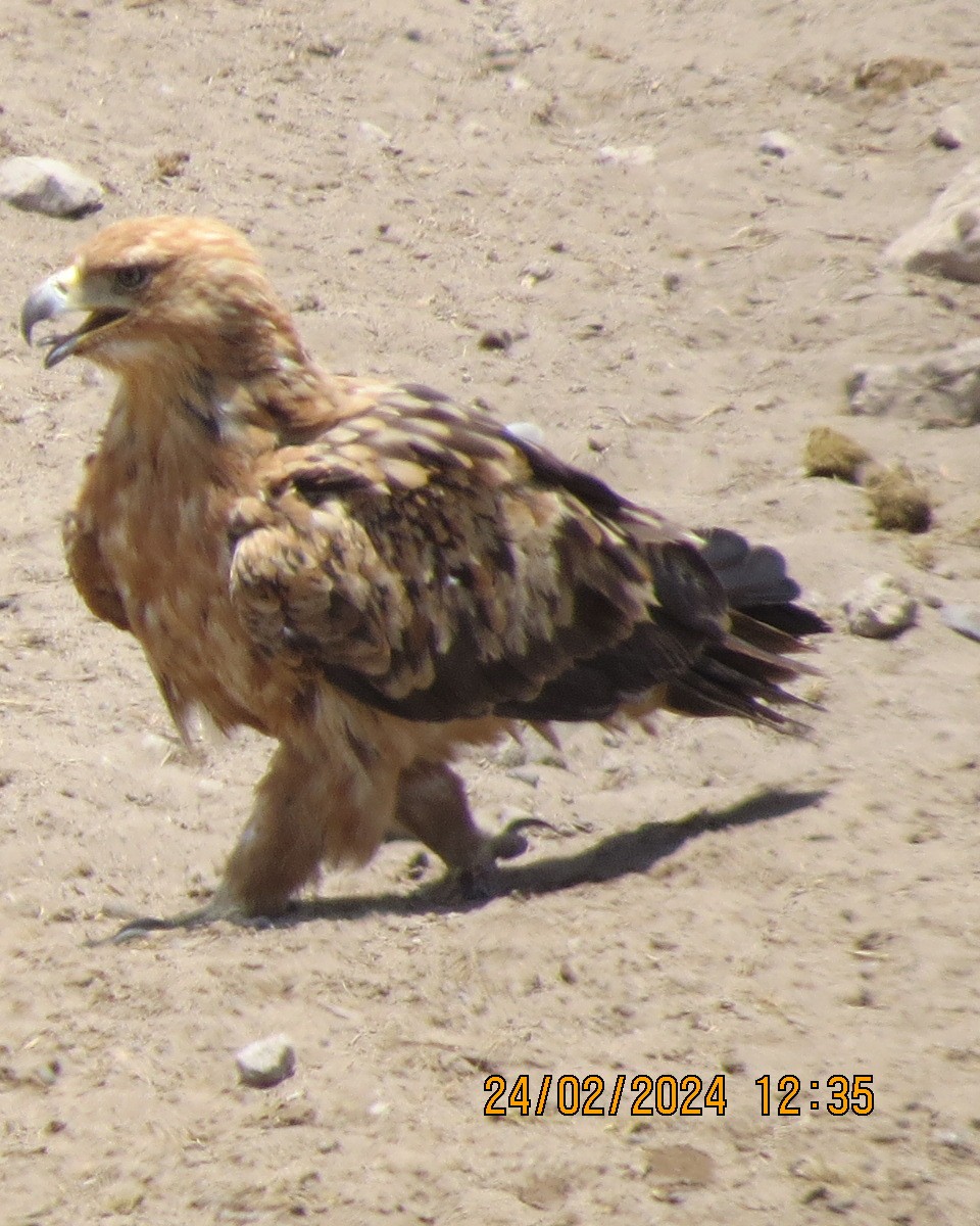 Tawny Eagle - ML616523880
