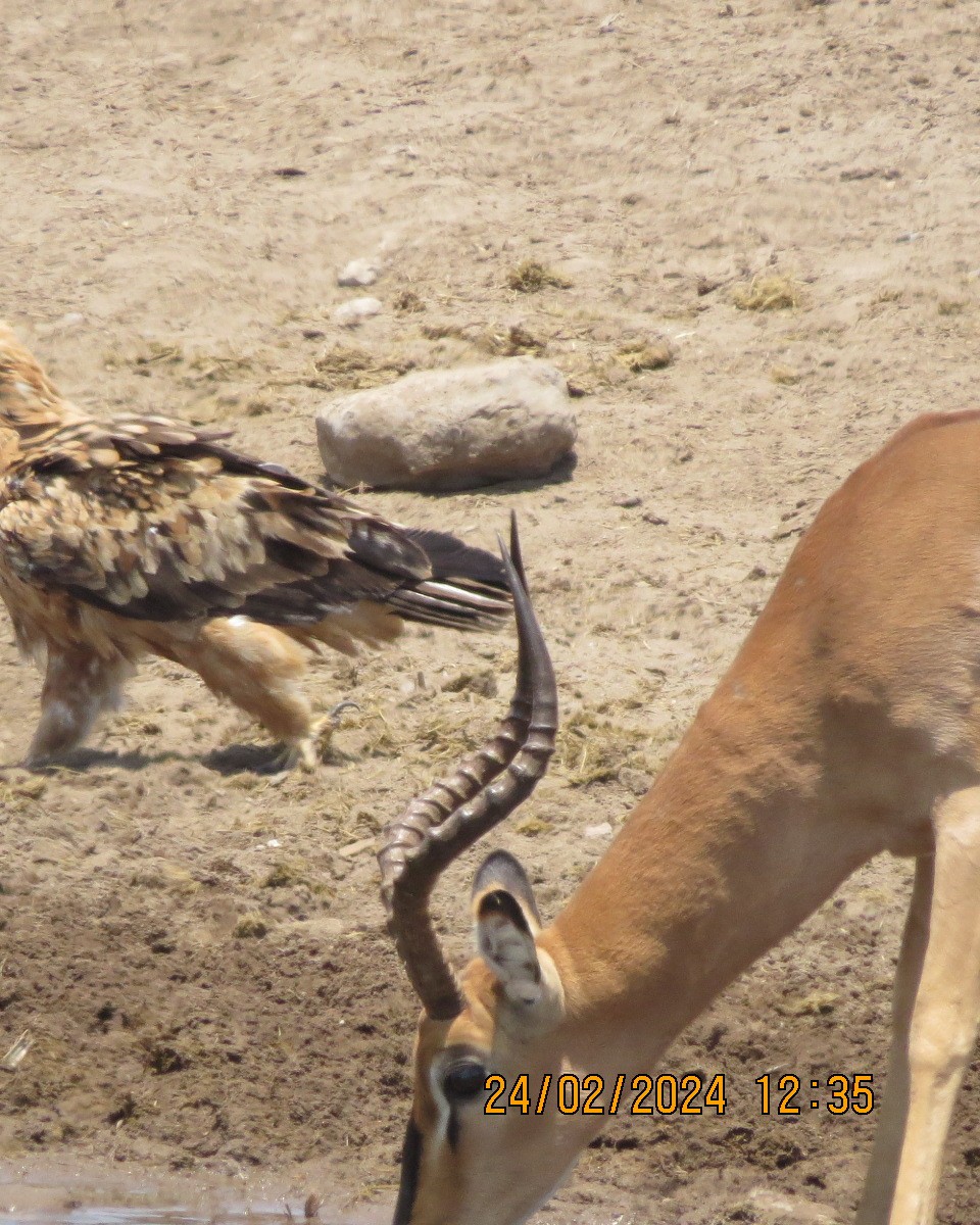 Tawny Eagle - ML616523881