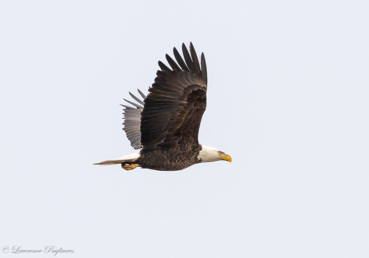 Bald Eagle - ML616523884