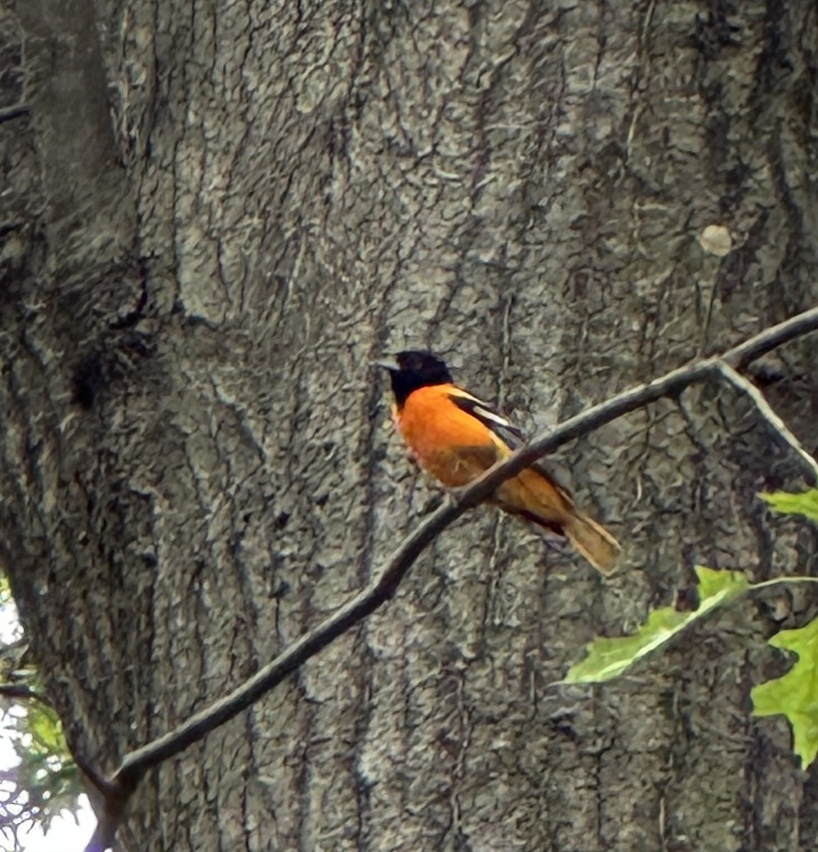 Baltimore Oriole - ML616523886