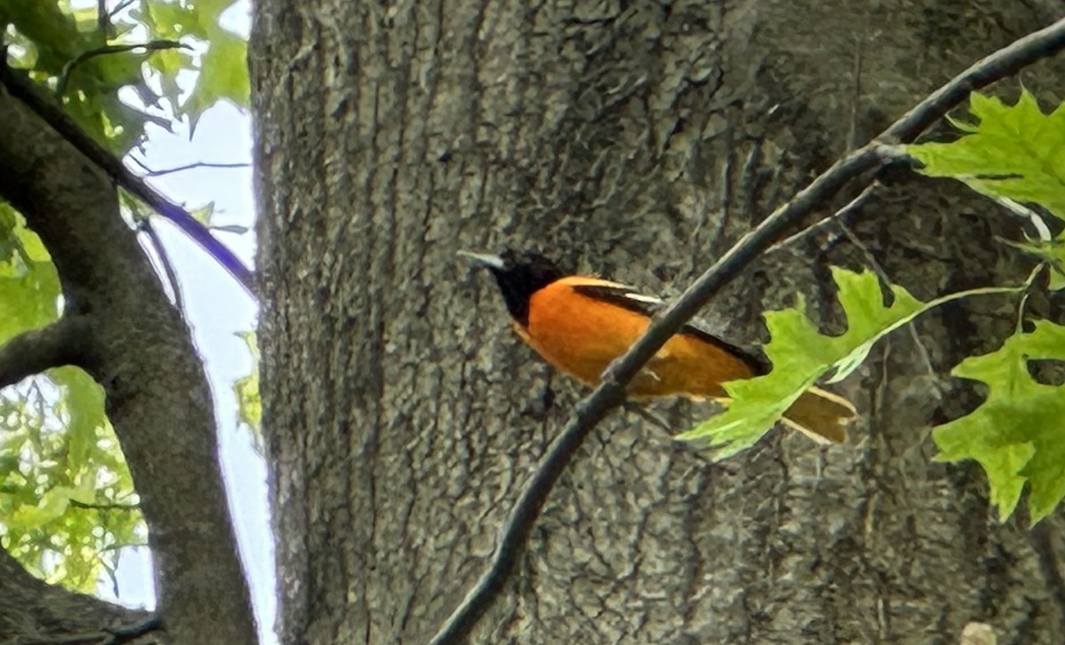 Baltimore Oriole - ML616523890