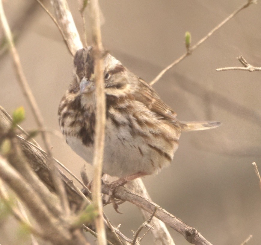 Song Sparrow (melodia/atlantica) - ML616523916