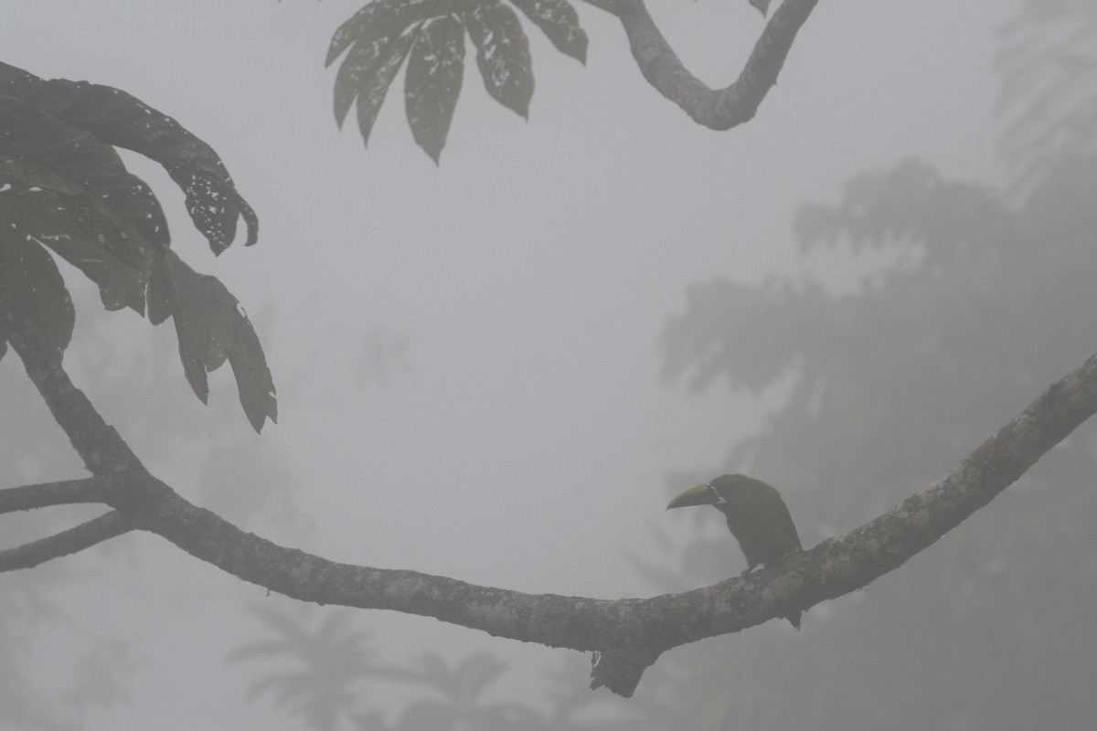 Southern Emerald-Toucanet - ML616523948