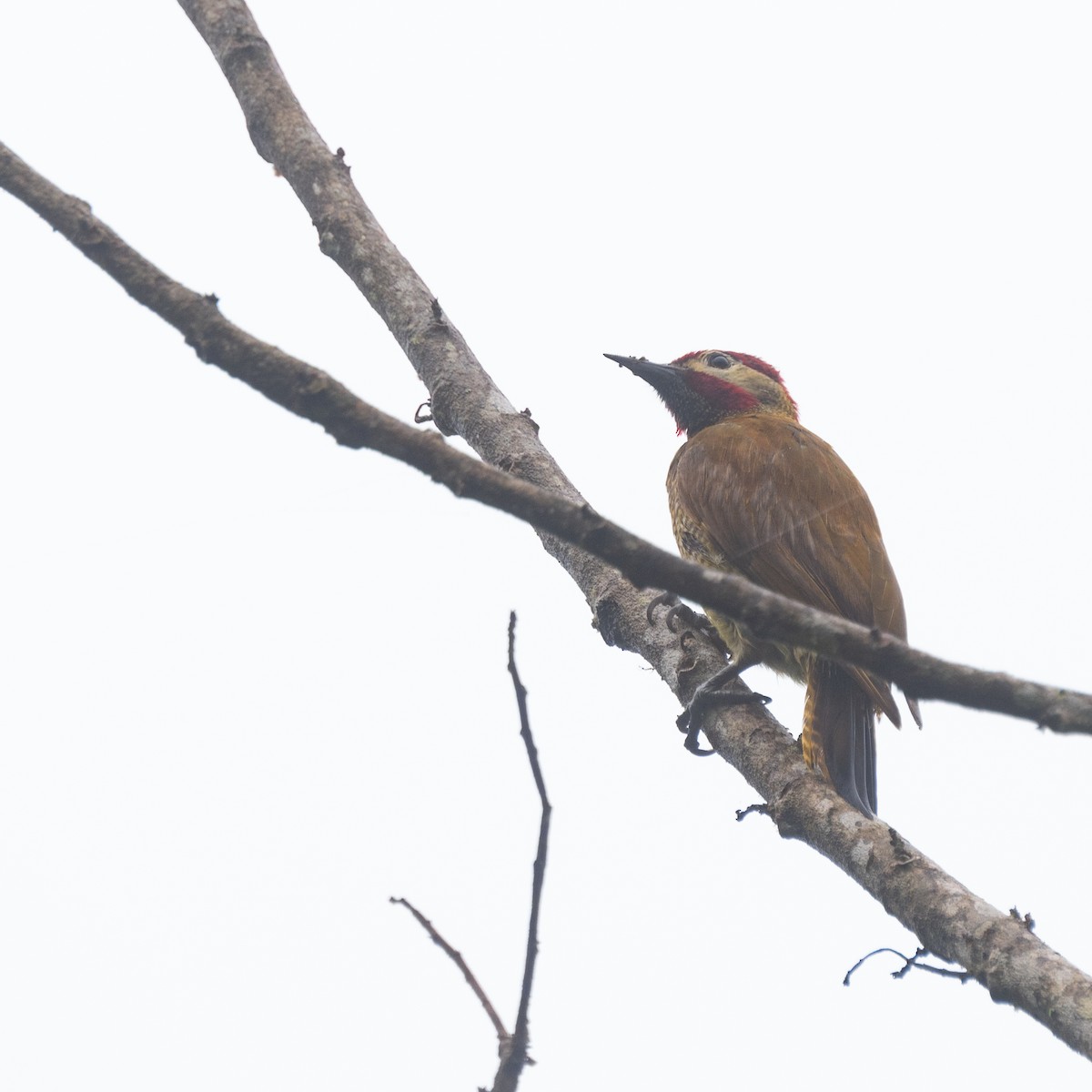 Golden-olive Woodpecker - ML616523957