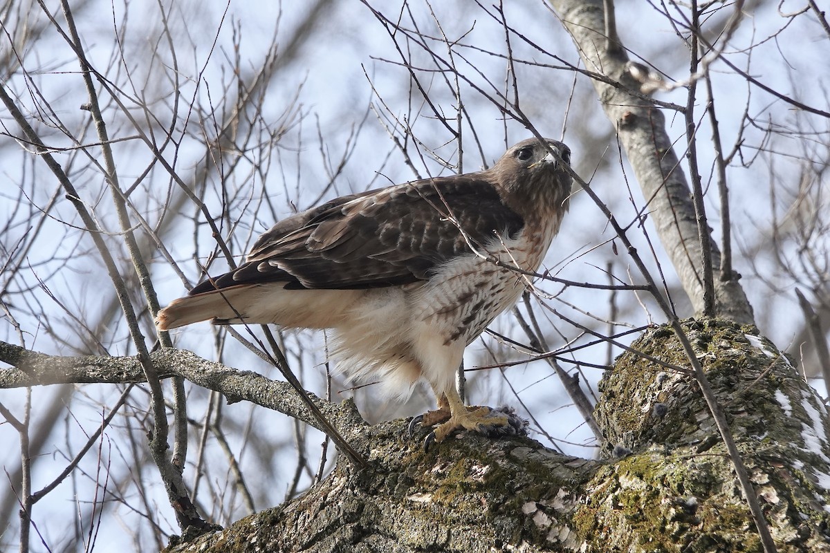 Red-tailed Hawk - Carol MacKenzie