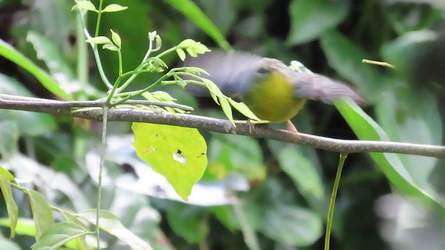 Golden-crowned Warbler - ML616523967