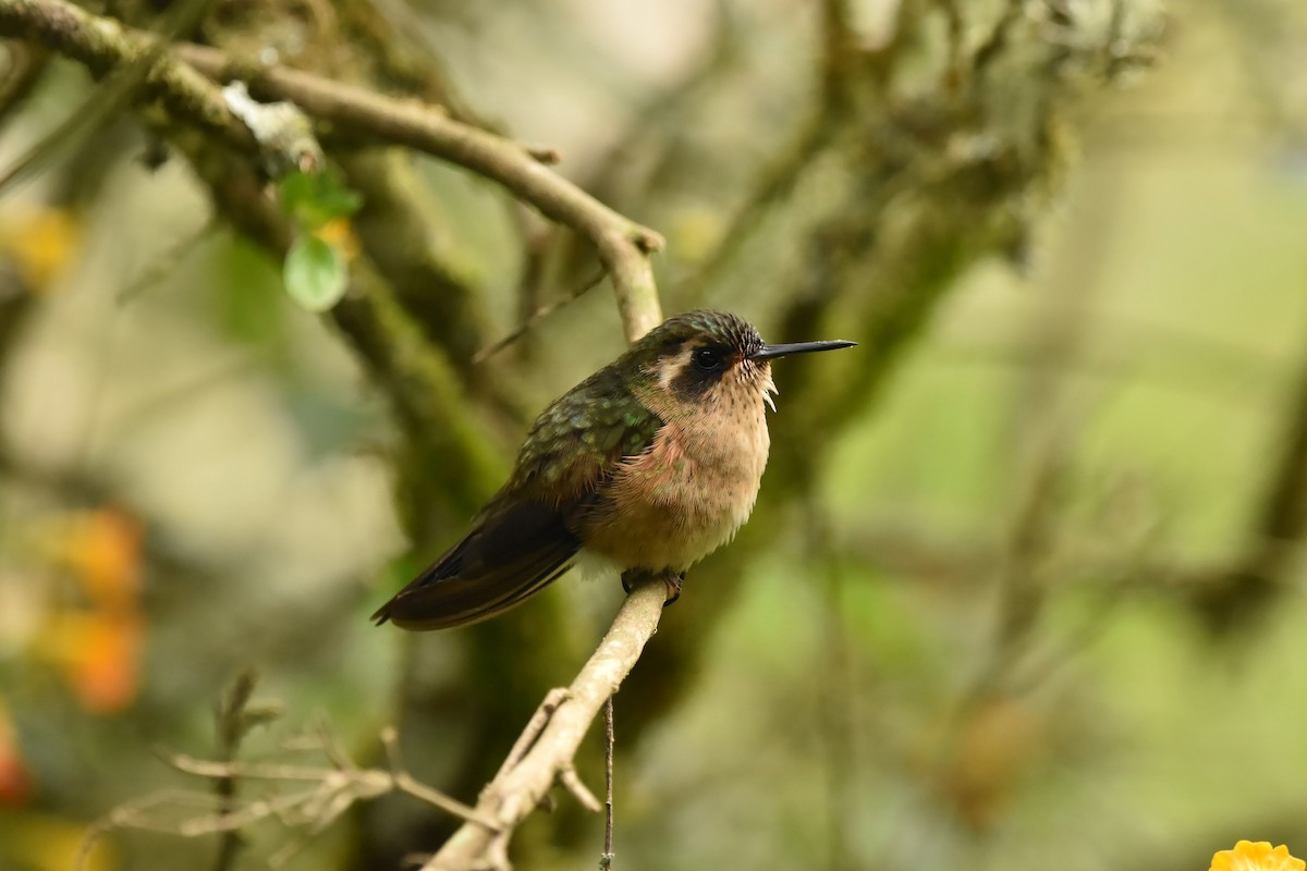 Speckled Hummingbird - Kendell Loyd