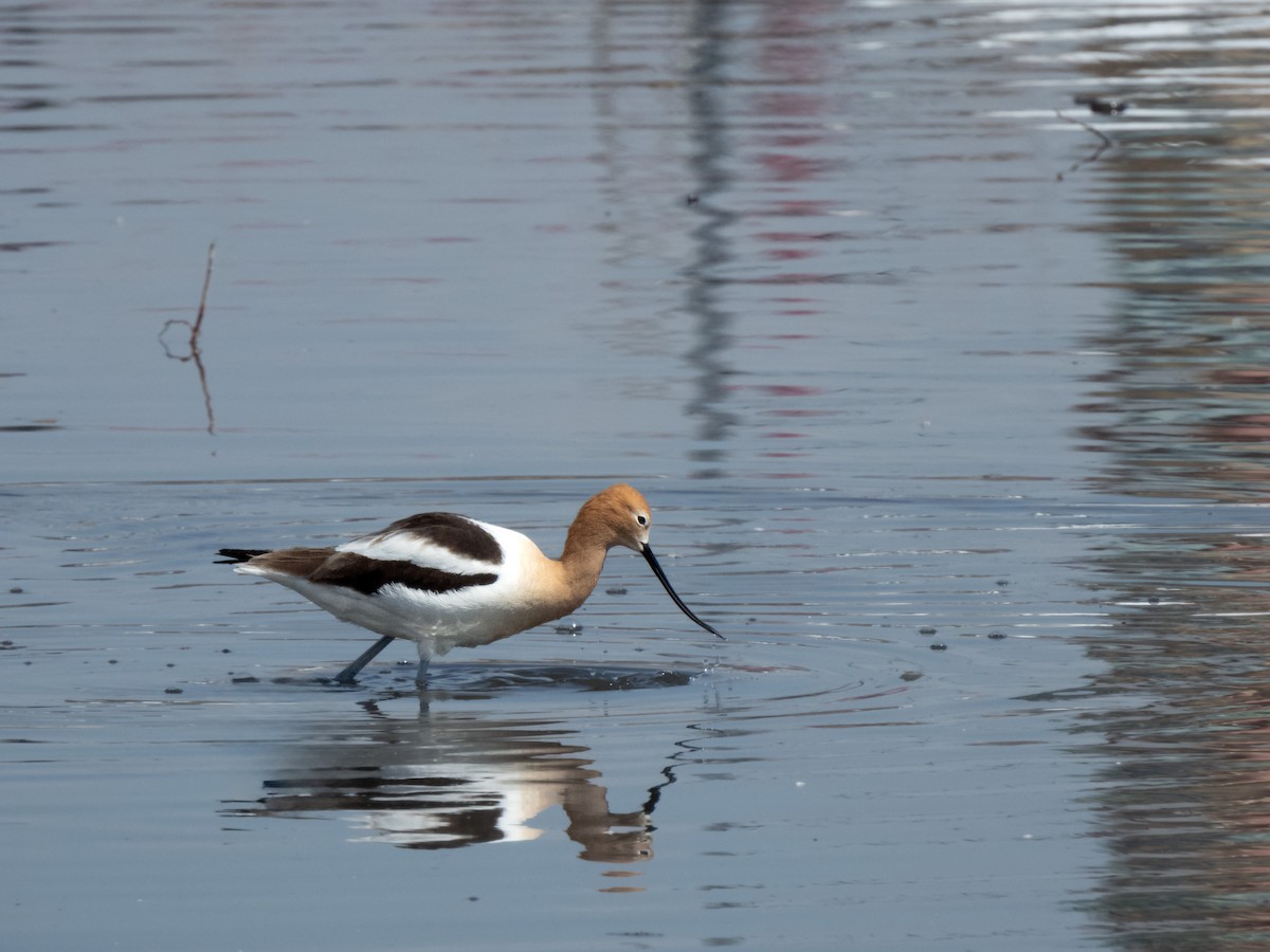 American Avocet - ML616524080