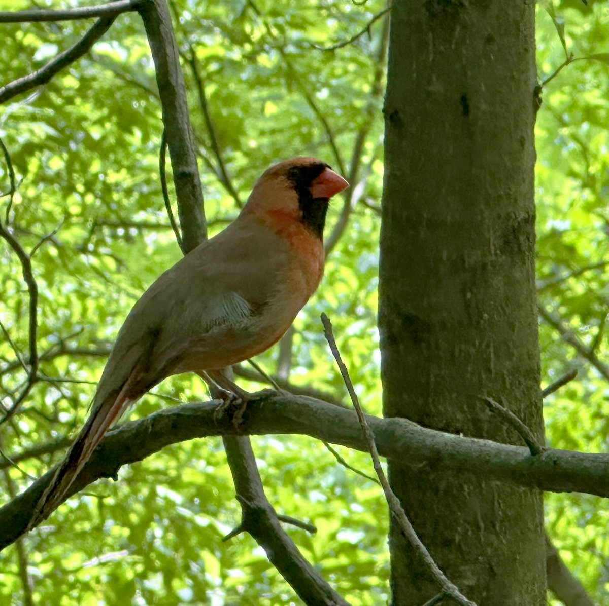 Northern Cardinal - ML616524103