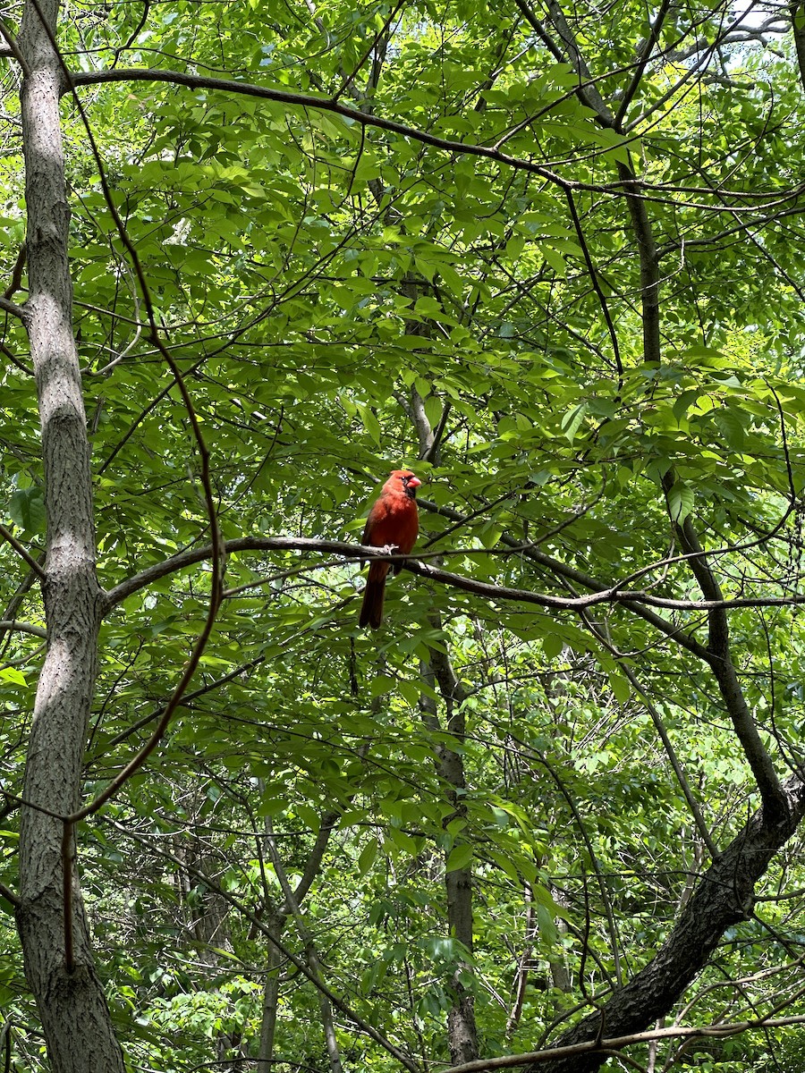 Northern Cardinal - ML616524111