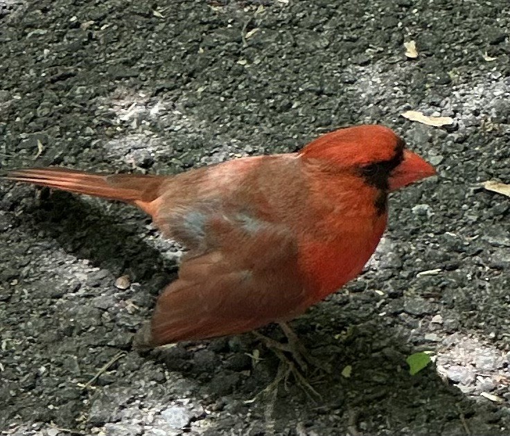 Northern Cardinal - ML616524115