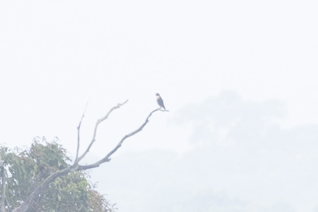 Orange-breasted Falcon - Mason Flint