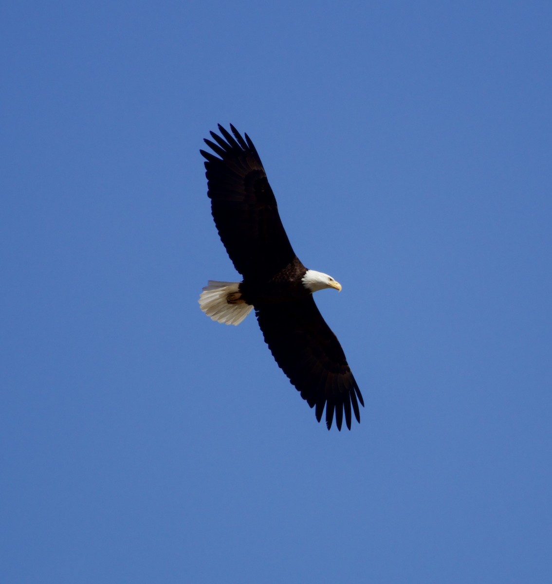 Bald Eagle - ML616524133