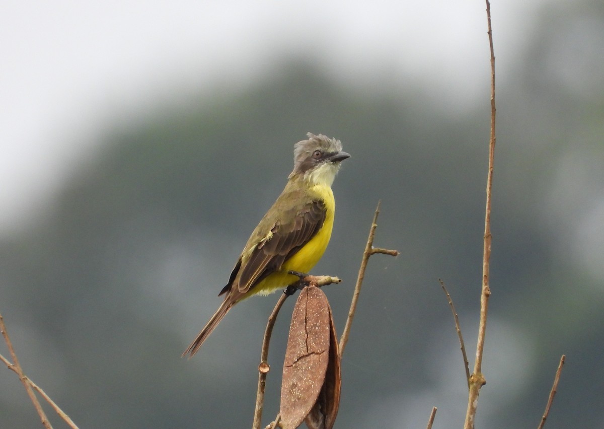 Gray-capped Flycatcher - Robert Lambeck