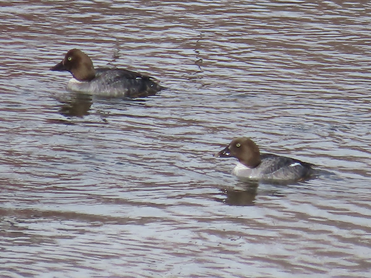 Common Goldeneye - ML616524202