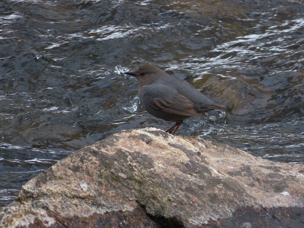 American Dipper - ML616524218