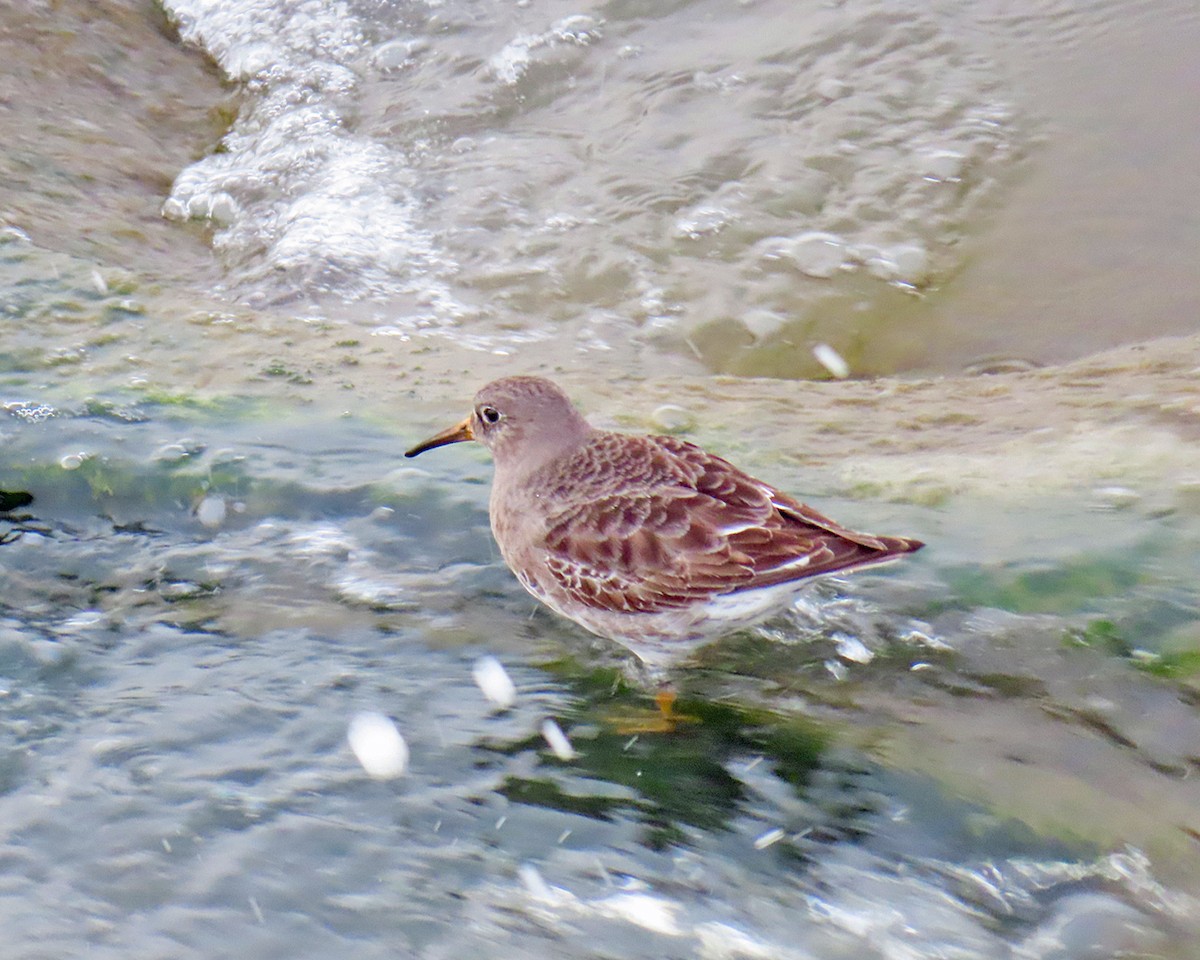 Purple Sandpiper - ML616524219