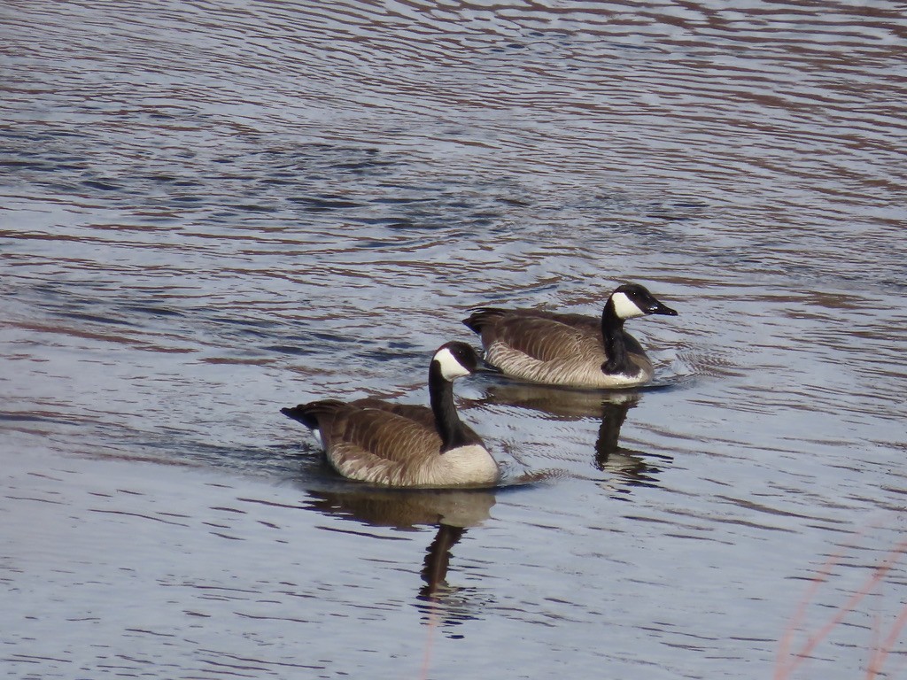 Canada Goose - Ursula K Heise