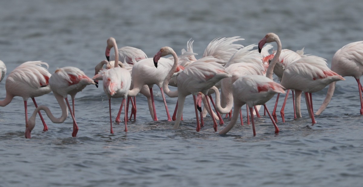 Greater Flamingo - ML616524362