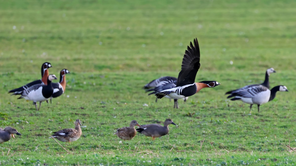 Red-breasted Goose - ML616524387