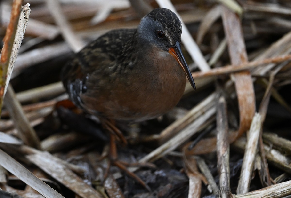Virginia Rail - ML616524403