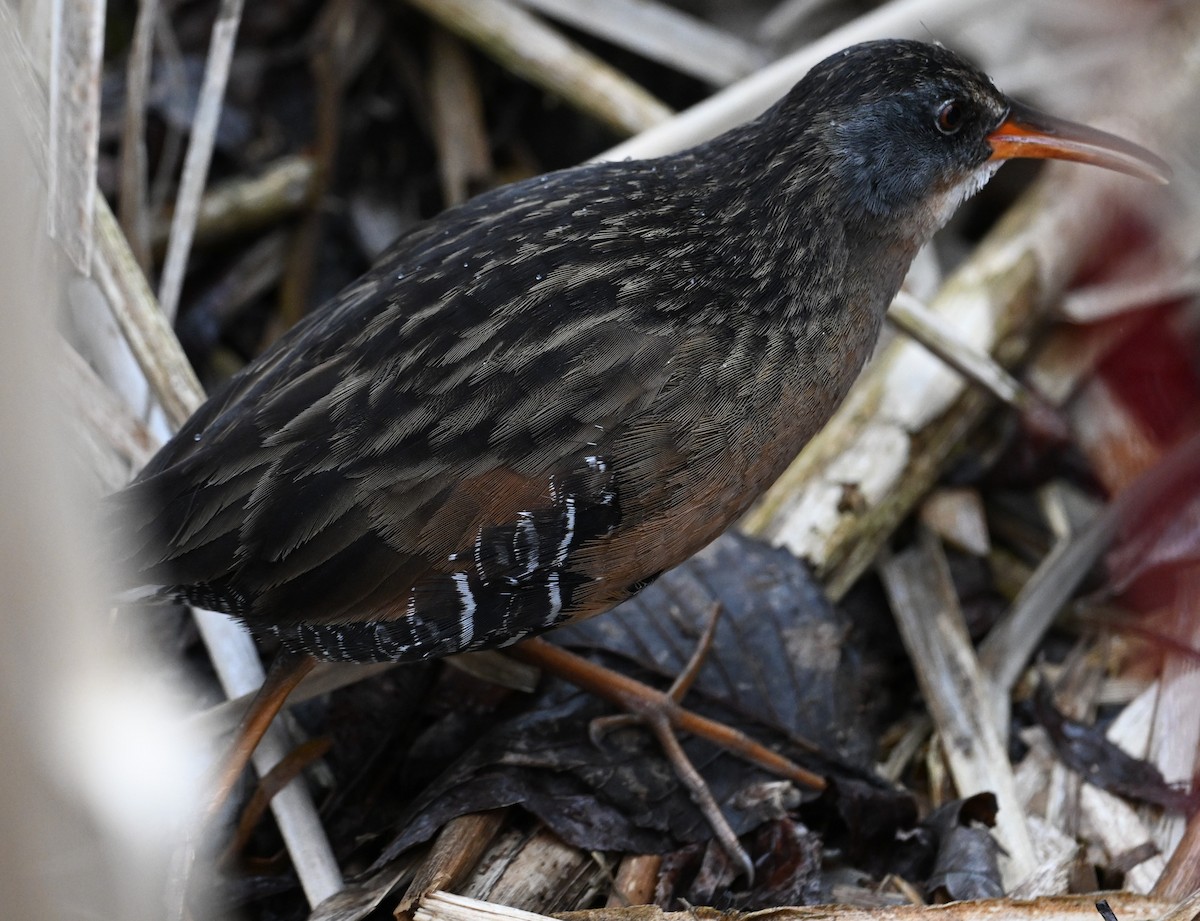 Virginia Rail - ML616524404