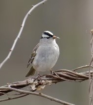 White-crowned Sparrow - ML616524429