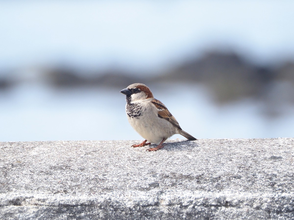 House Sparrow - ML616524433