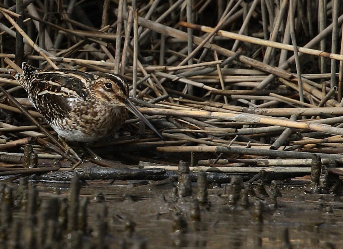 Wilson's Snipe - ML616524434