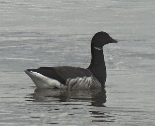 Brant - ML616524600