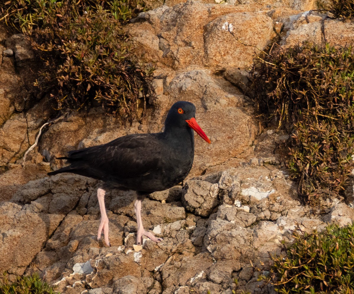 Black Oystercatcher - ML616524610