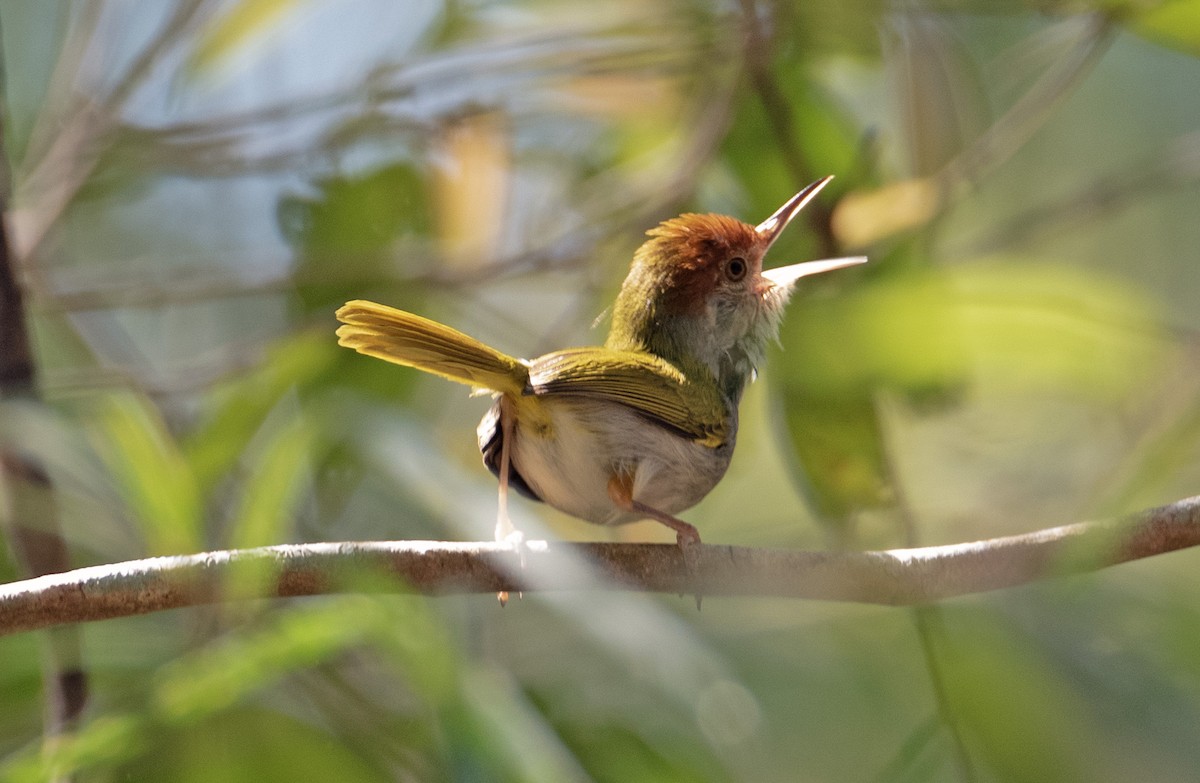 Dark-necked Tailorbird - SERGEY ELISEEV