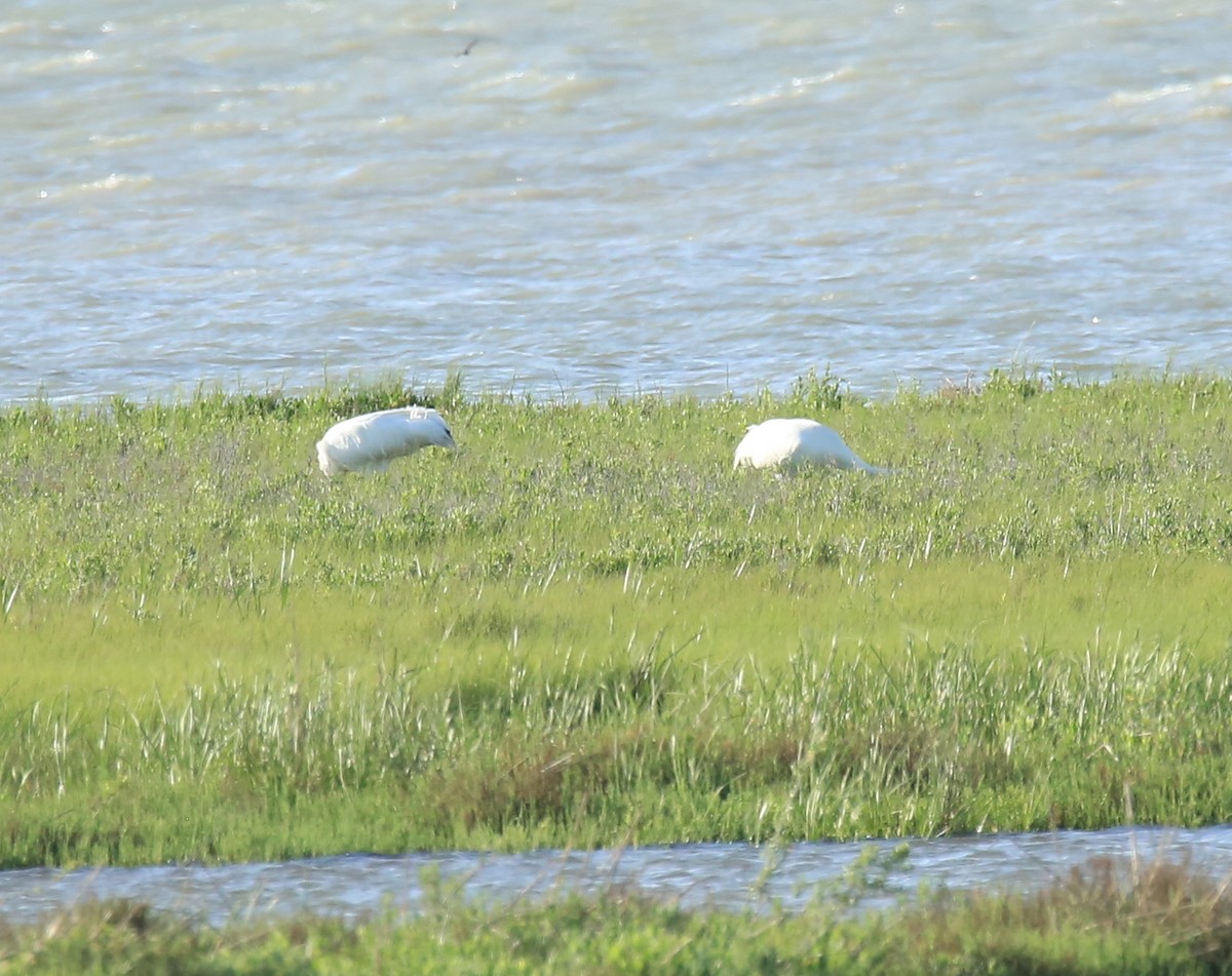 Whooping Crane - ML616524670