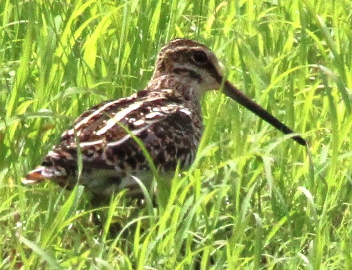 Wilson's Snipe - ML616524710